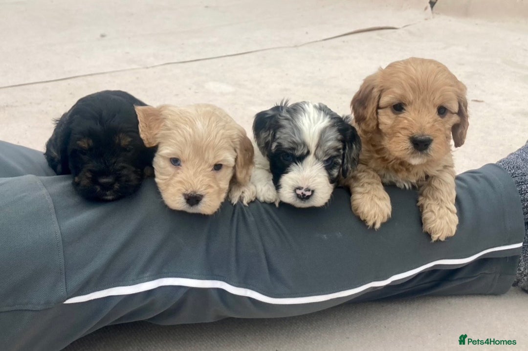 Cavapoo dogs for sale: WAITING LIST NOW OPEN Extremely Rare Merle F1  - Advert 6