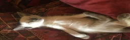 Tonkinese cats for sale: Superb Tonkdoll girl - Advert 18