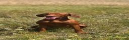 Hungarian Vizsla dogs for sale: 10month old girls for pet homes - Advert 10