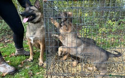 Belgian Shepherd Dog dogs for sale: Belgian Malinois Pups - Image 2