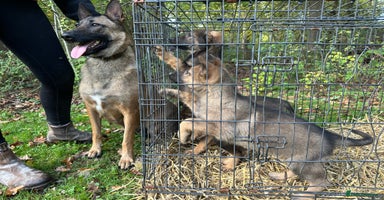 Belgian Shepherd Dog dogs - Advert 9