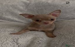 Chihuahua dogs for sale: Beautiful chihuahua pups - Image 4