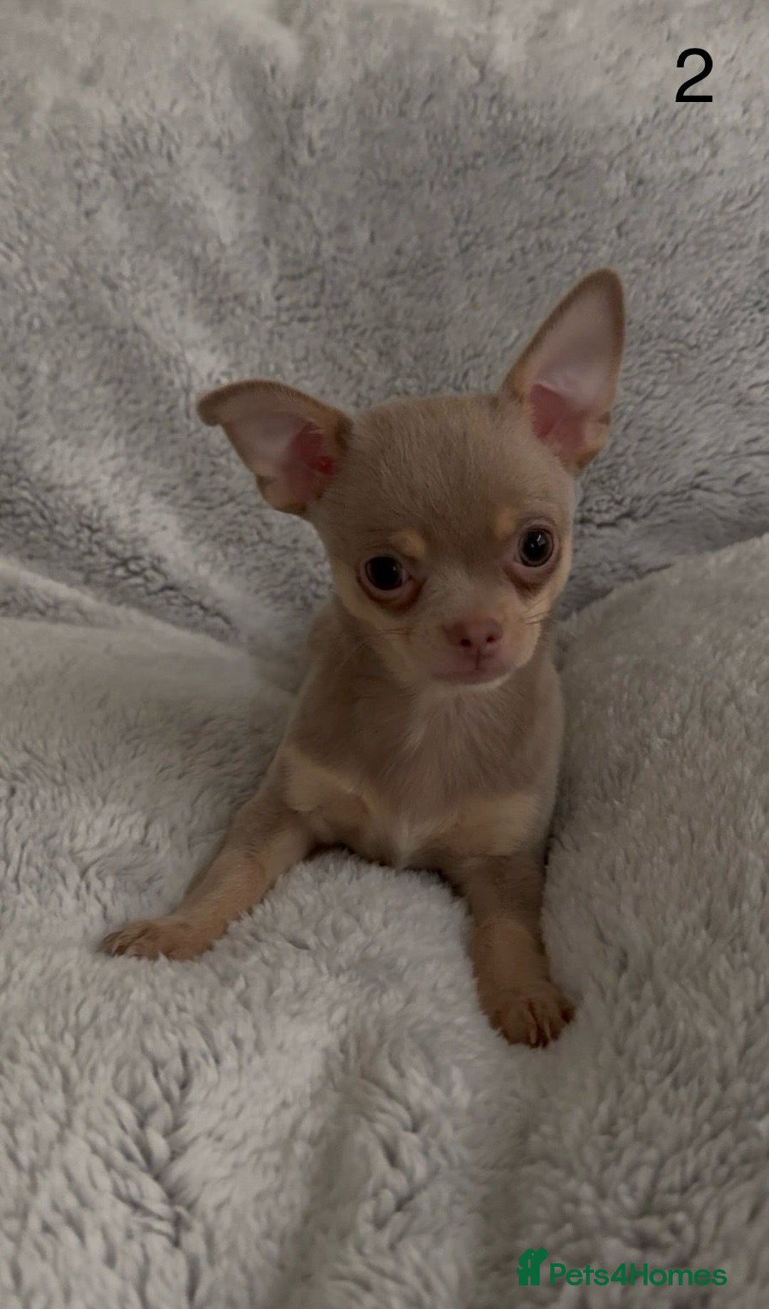 Chihuahua dogs for sale: Beautiful chihuahua pups - Image 4