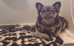 French Bulldog dogs for sale: Welcome to the Fluffy Crew 🥰 - Advert 1