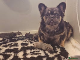 French Bulldog dogs Welcome to the Fluffy Crew 🥰 - Advert 9