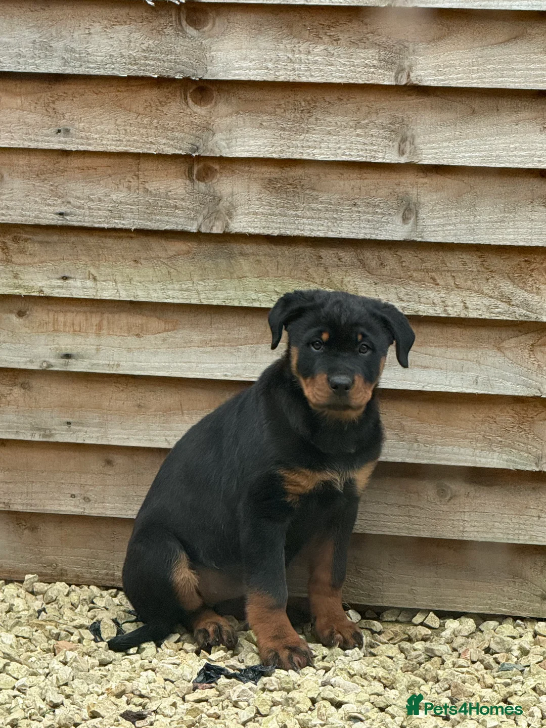 Rottweiler dogs for sale: 4 month old Rottweiler - Advert 2