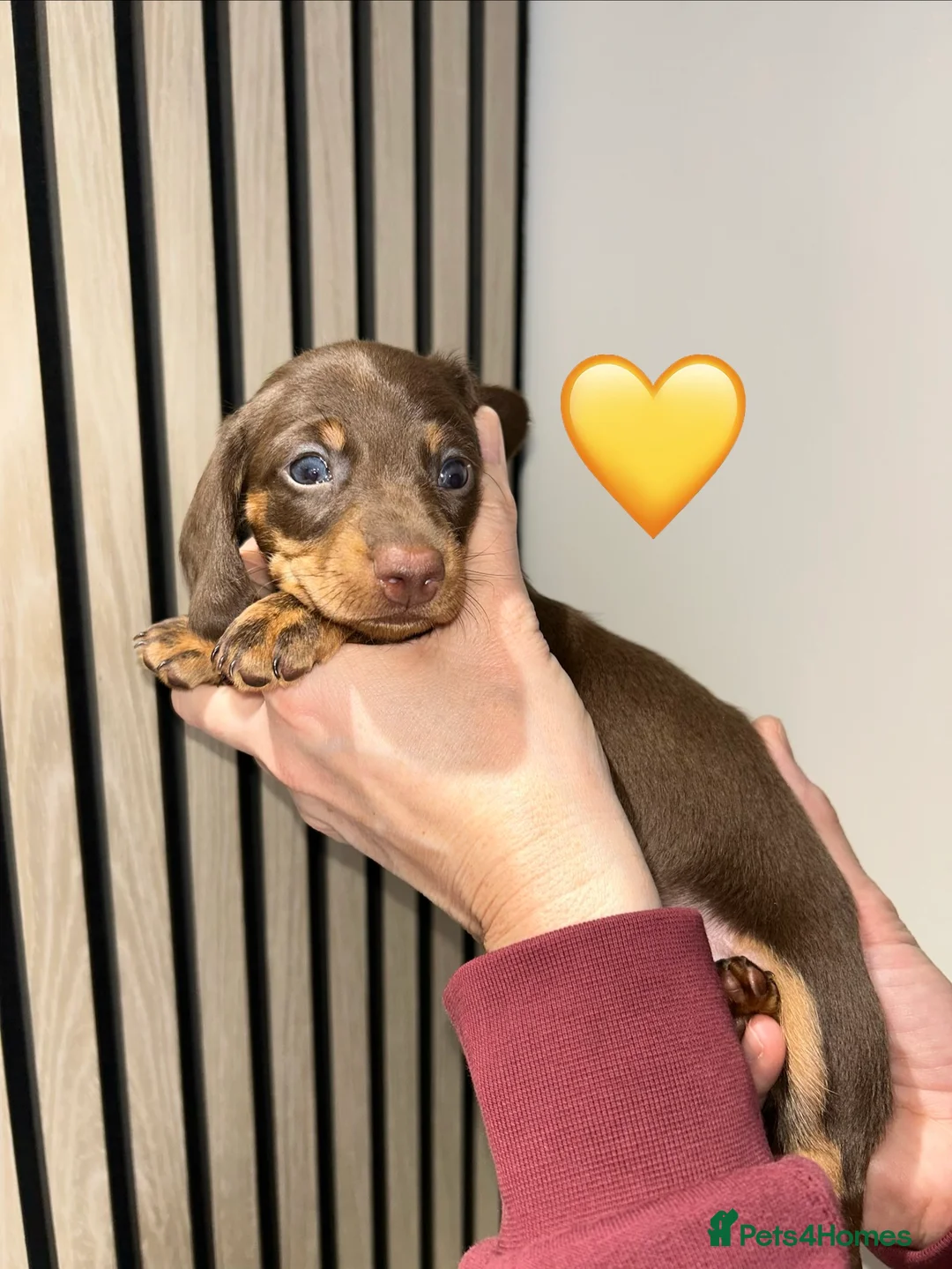 Miniature Dachshund dogs for sale: 4 beautiful miniature dachshund puppies - Advert 24