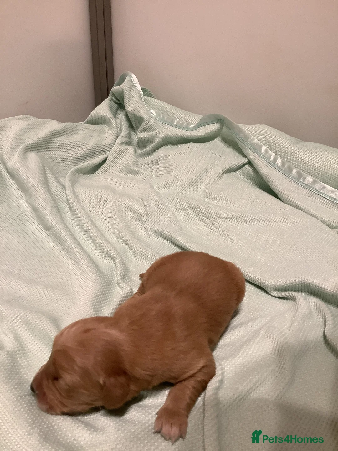 Golden Retriever dogs for sale: Gorgeous dark kc golden retriever pups - Advert 10