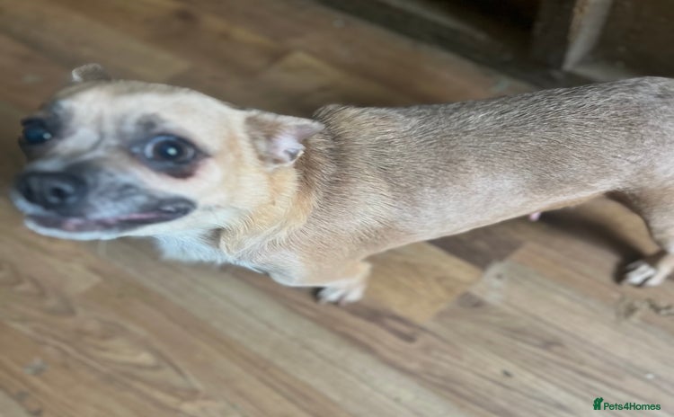 Chihuahua dogs - Advert 2