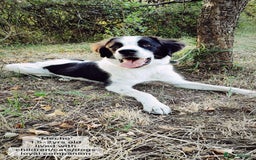 Mixed Breed dogs for adoption: Mecho, 1.5-2 yrs old. Available for adoption. - Image 7