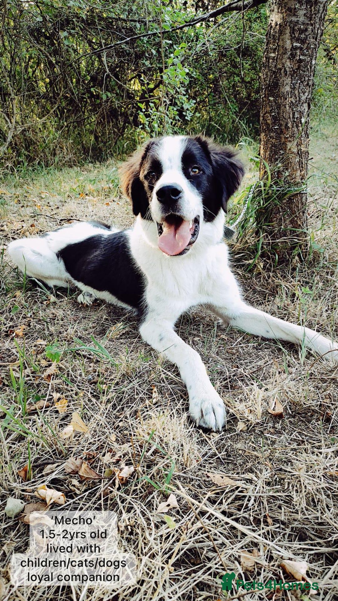 Mixed Breed dogs for adoption: Mecho, 1.5-2 yrs old. Available for adoption. - Image 7