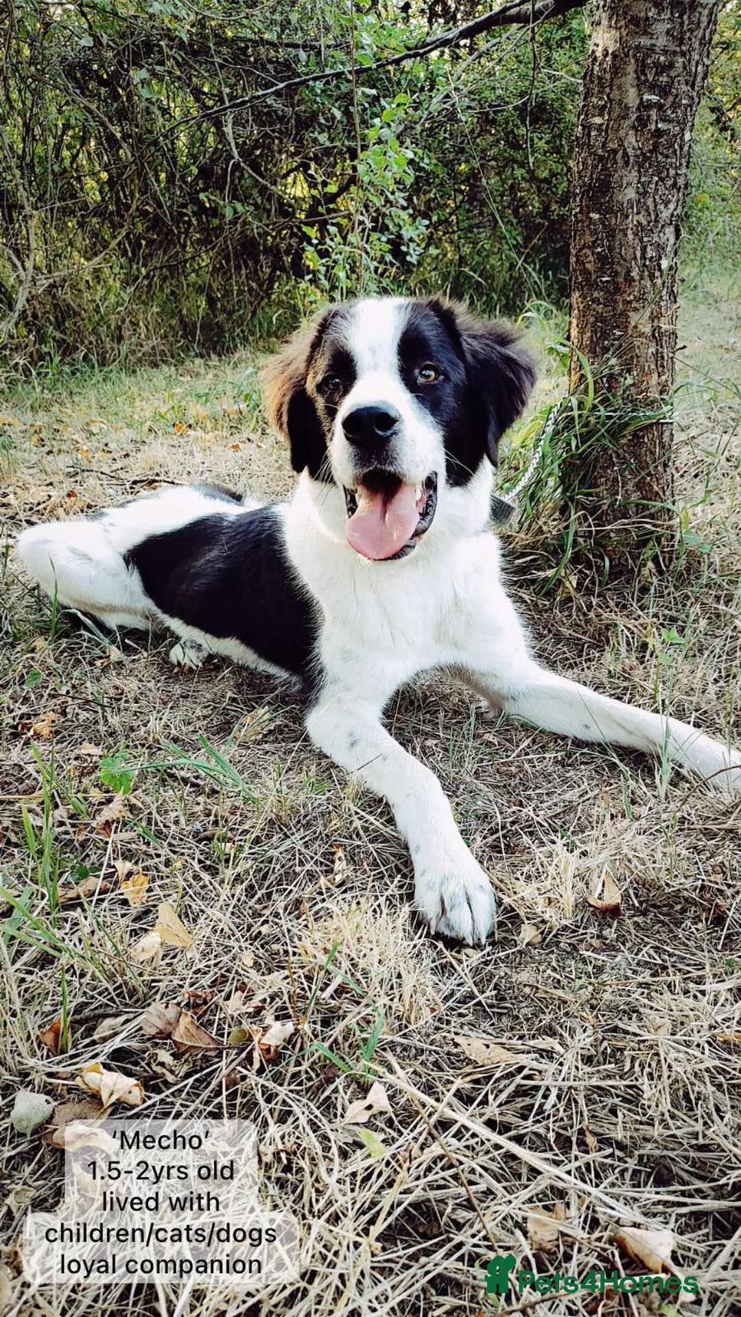 Mixed Breed dogs for adoption: Mecho, 1.5-2 yrs old. I adopted . - Advert 16