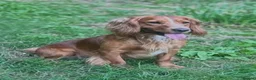 Sprocker dogs for sale: Sprocker Spaniel Puppies For Sale  - Advert 11