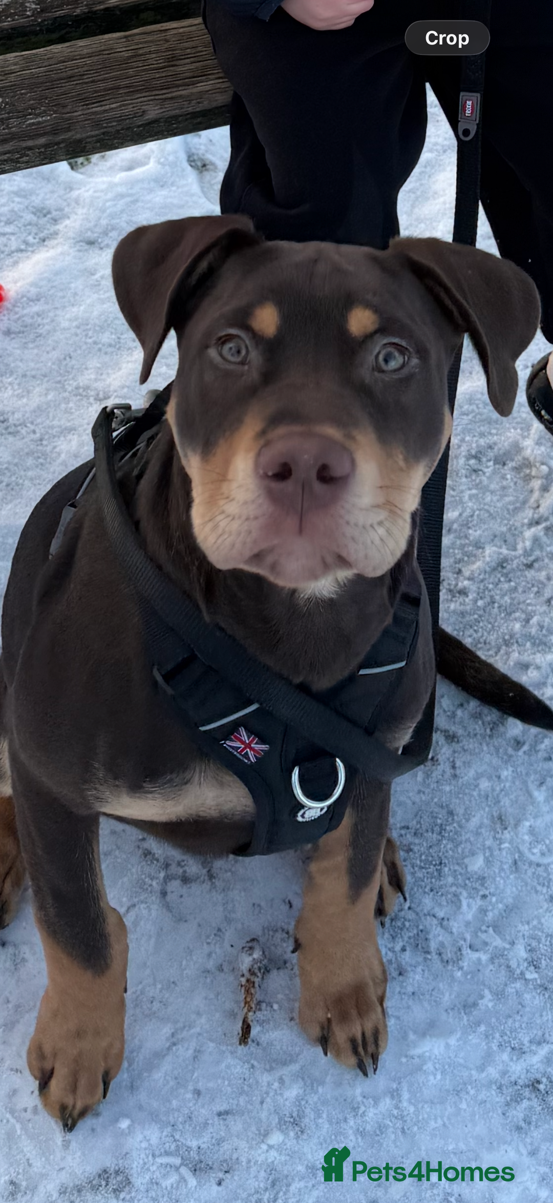 Mixed Breed dogs for sale: Woody Doberman staffy cross - Advert 2