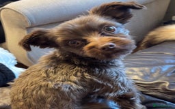 Yorkshire Terrier dogs for sale: Cujo, Pure Bred Yorkshire Terrier (3 Years Old) - Image 2