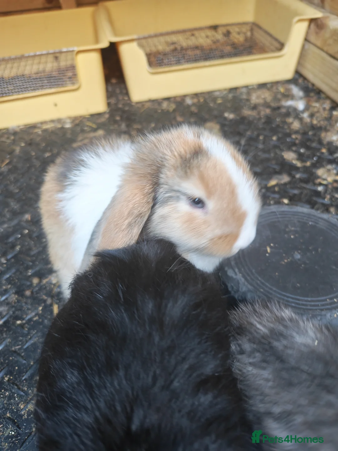 Mini Lop rabbits for sale: PURE BRED MINI LOP - Advert 1