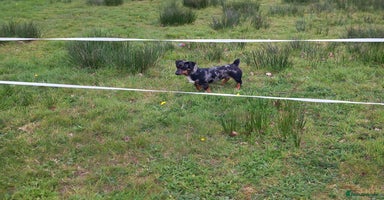 Jack Russell dogs - Advert 1