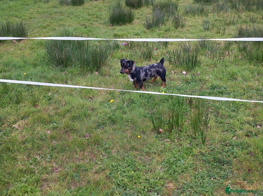 Jack Russell dogs for sale: One Loved Little Jack Russell Girl💗🐾 - Image 2