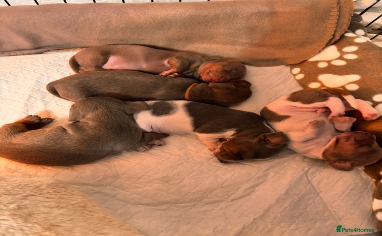 Miniature Dachshund dogs Stunning Miniature Piebald/Isabella Dachshunds 💙  - Advert 2