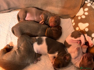 Miniature Dachshund dogs for sale: Stunning Miniature Piebald/Isabella Dachshunds 💙 - Advert 1