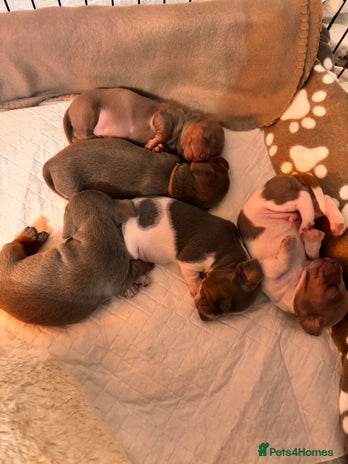 Miniature Dachshund dogs Stunning Miniature Piebald/Isabella Dachshunds 💙 - Advert 2