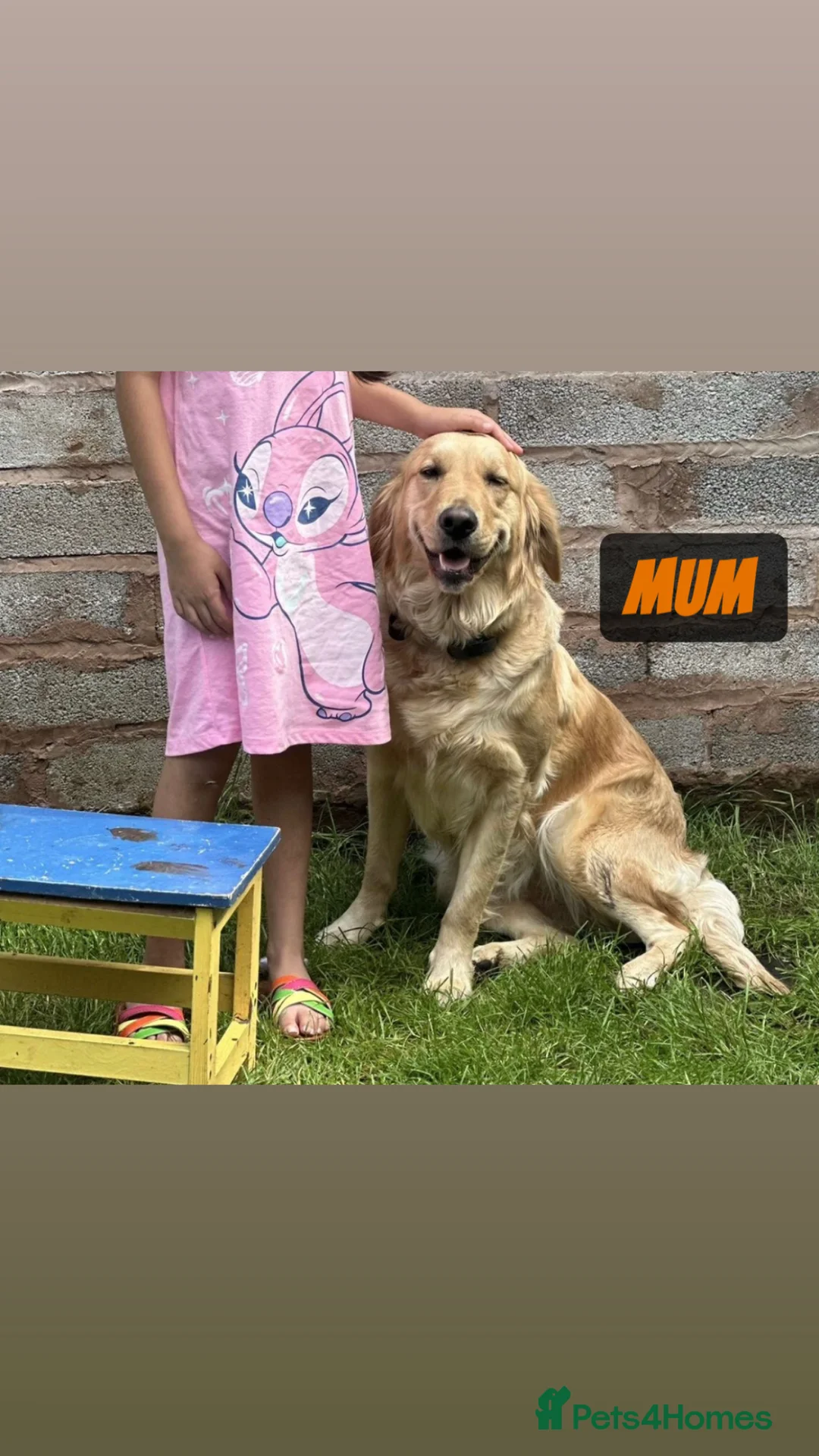 Golden Retriever dogs for sale: Beautiful Golden Retriever Puppies Golden Red  - Advert 2