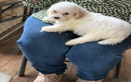 Bichon Frise dogs for sale: Bichon frise - Advert 12