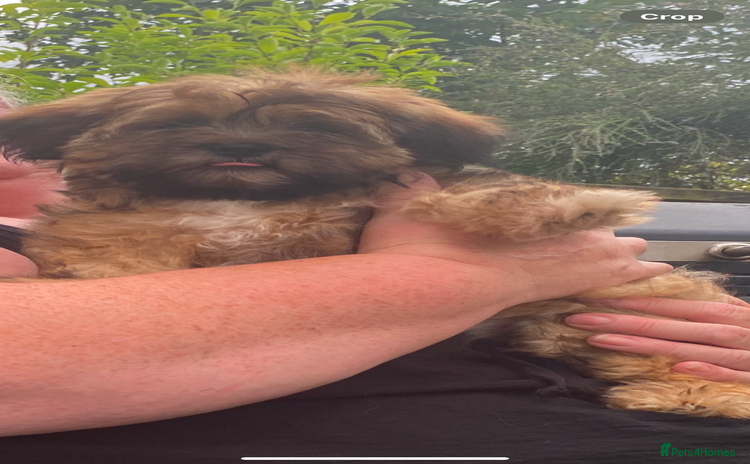 Shih Tzu dogs - Advert 2