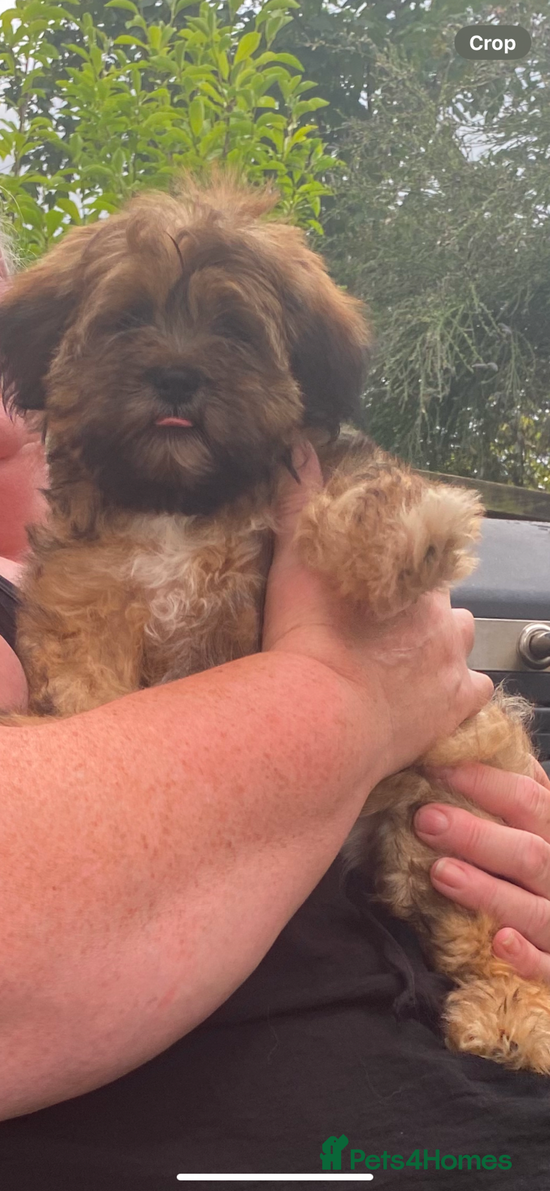 Shih Tzu dogs for sale: Shih tzu  - Image 1