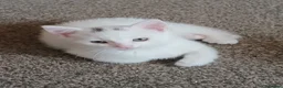 Domestic Shorthair cats for sale: Kittens for sale  - Advert 3