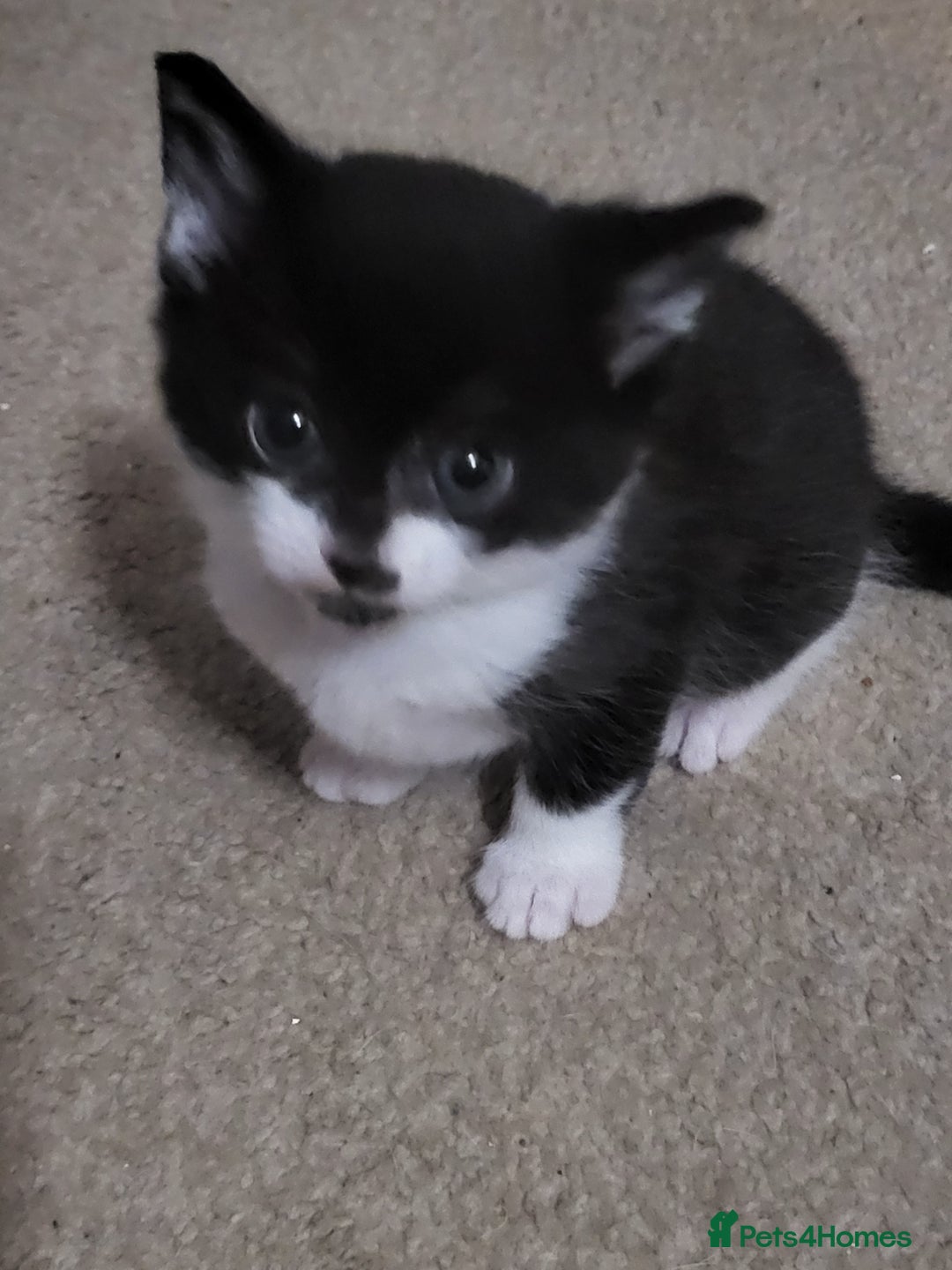 Mixed Breed cats for sale: 5 beautiful kittens - Advert 3