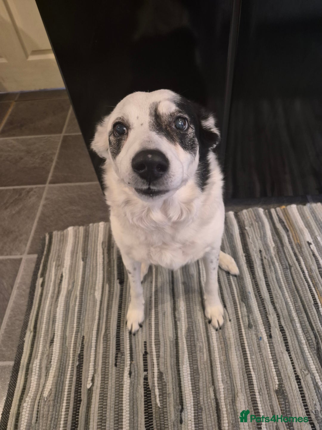 Border Collie dogs for sale: Lexi 11yr old looking for forever home - Advert 1