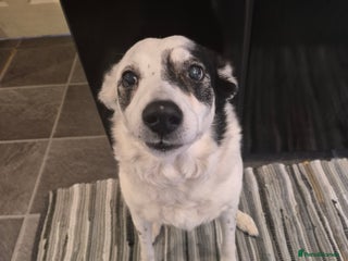 Border Collie dogs Lexi 11yr old looking for forever home - Advert 1