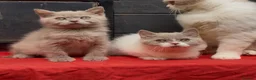 British Shorthair cats for sale: Chunky registered British shorthair kittens 🐻  - Advert 7