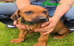 Rhodesian Ridgeback dogs for sale: Stunning Rhodesian RidgeBack Pups.. - Image 7