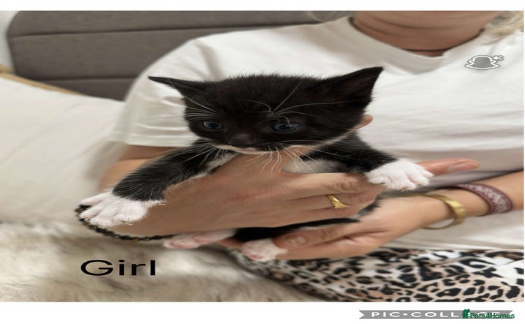 Domestic Shorthair cats - Advert 8