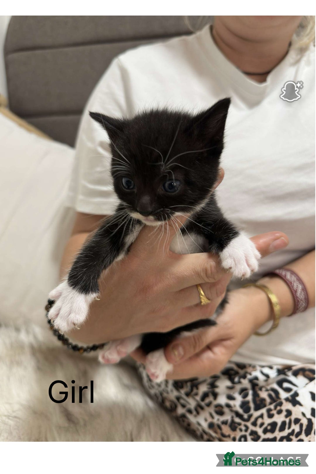 Domestic Shorthair cats for sale: Beautiful domestic kittens 2 boys 2 girls  - Image 3