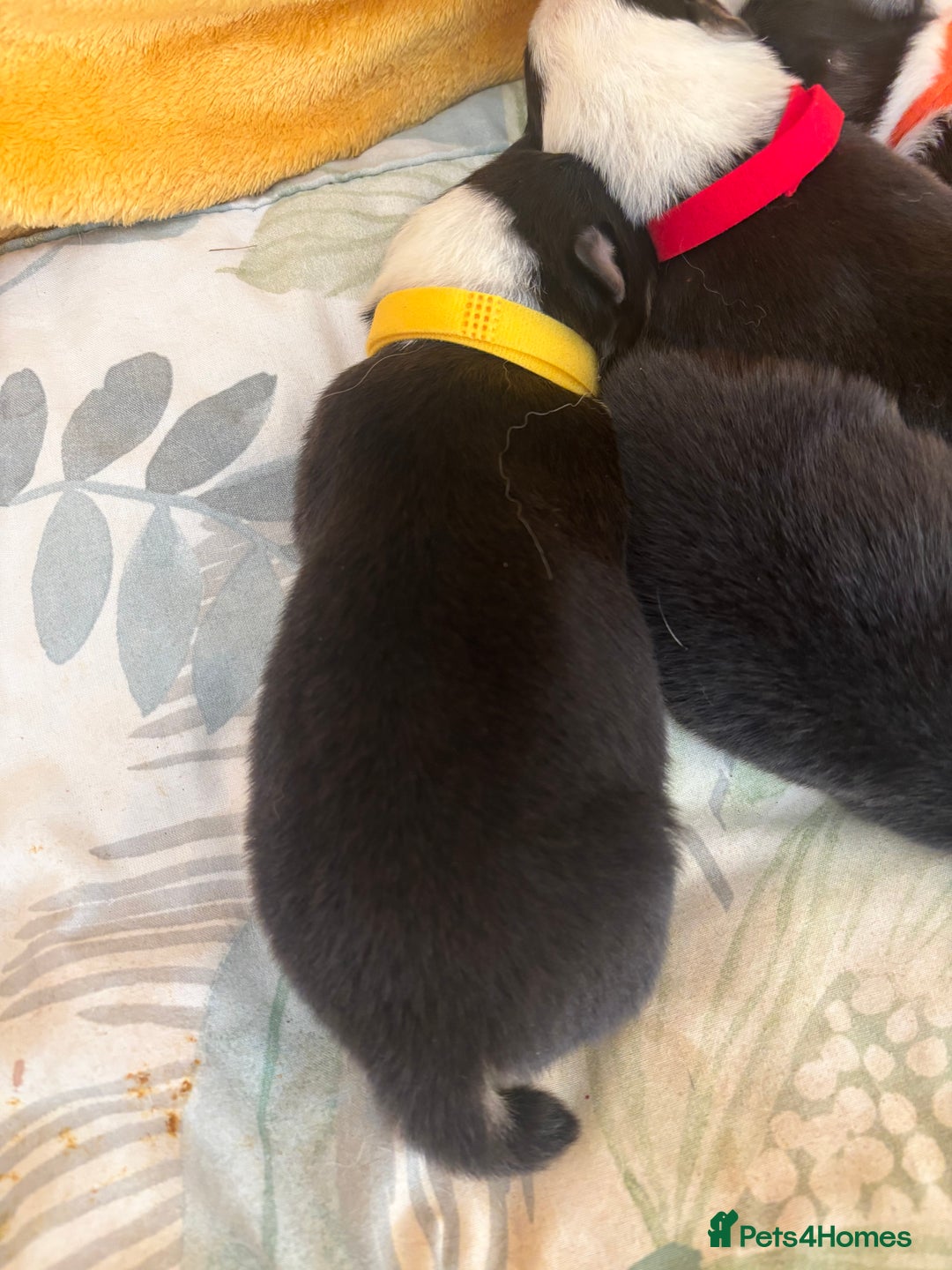 Australian Shepherd dogs for sale: KC registered Australian shepherd puppies  - Image 8