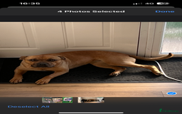 Mixed Breed dogs for sale: Caring & expierencied home wanted ❤️🏡 - Image 3