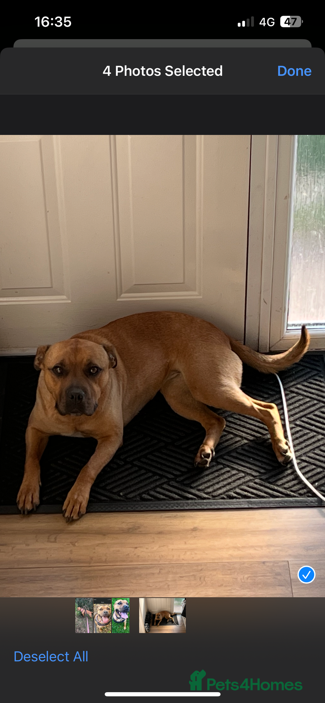 Mixed Breed dogs for sale: Caring & expierencied home wanted ❤️🏡 - Image 3