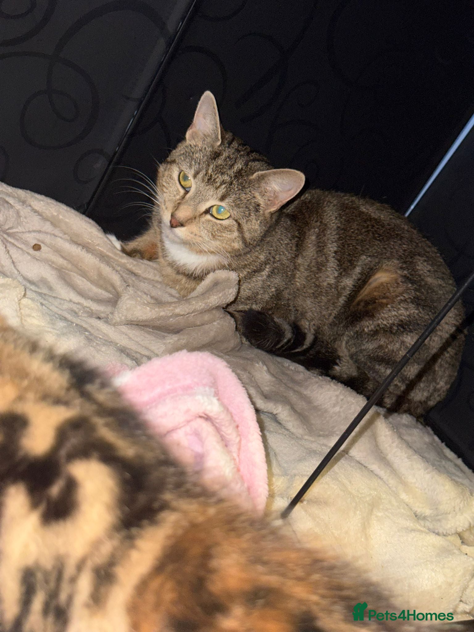 Domestic Shorthair cats 3 beautiful tabby kittens - Advert 9