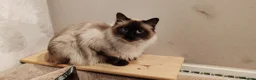 Ragdoll cats for sale: Ragdoll  - Advert 1