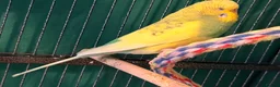 Budgerigars birds for sale: • Bonded pair — male & female young runcorn   ✅ - Advert 10