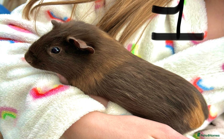 Guinea Pig rodents - Advert 9