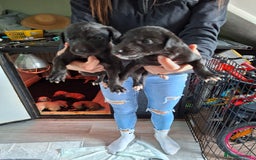 Mixed Breed dogs for sale: Saluki/lurcher puppys  - Image 4