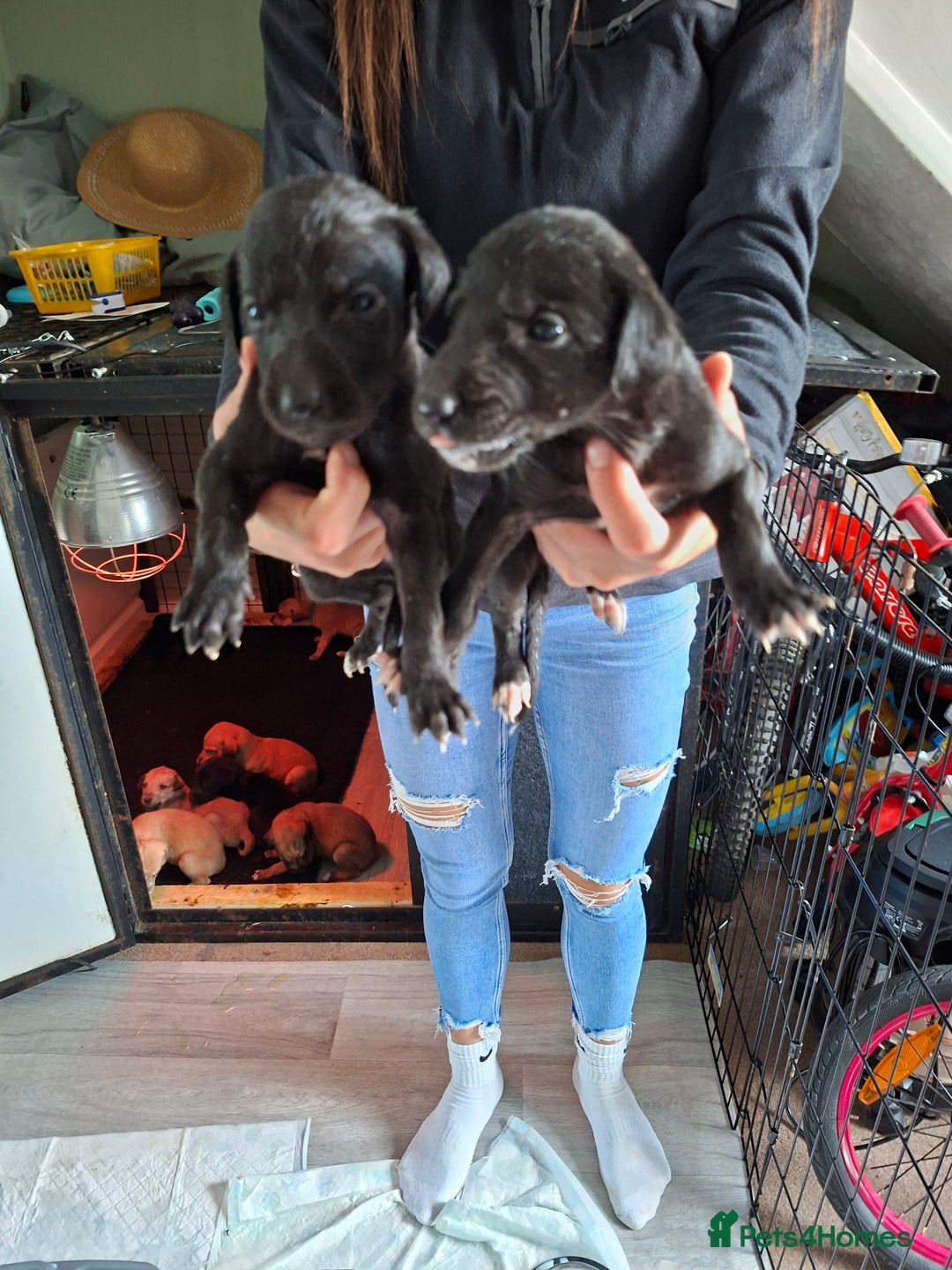 Mixed Breed dogs for sale: Saluki/lurcher puppys  - Image 4