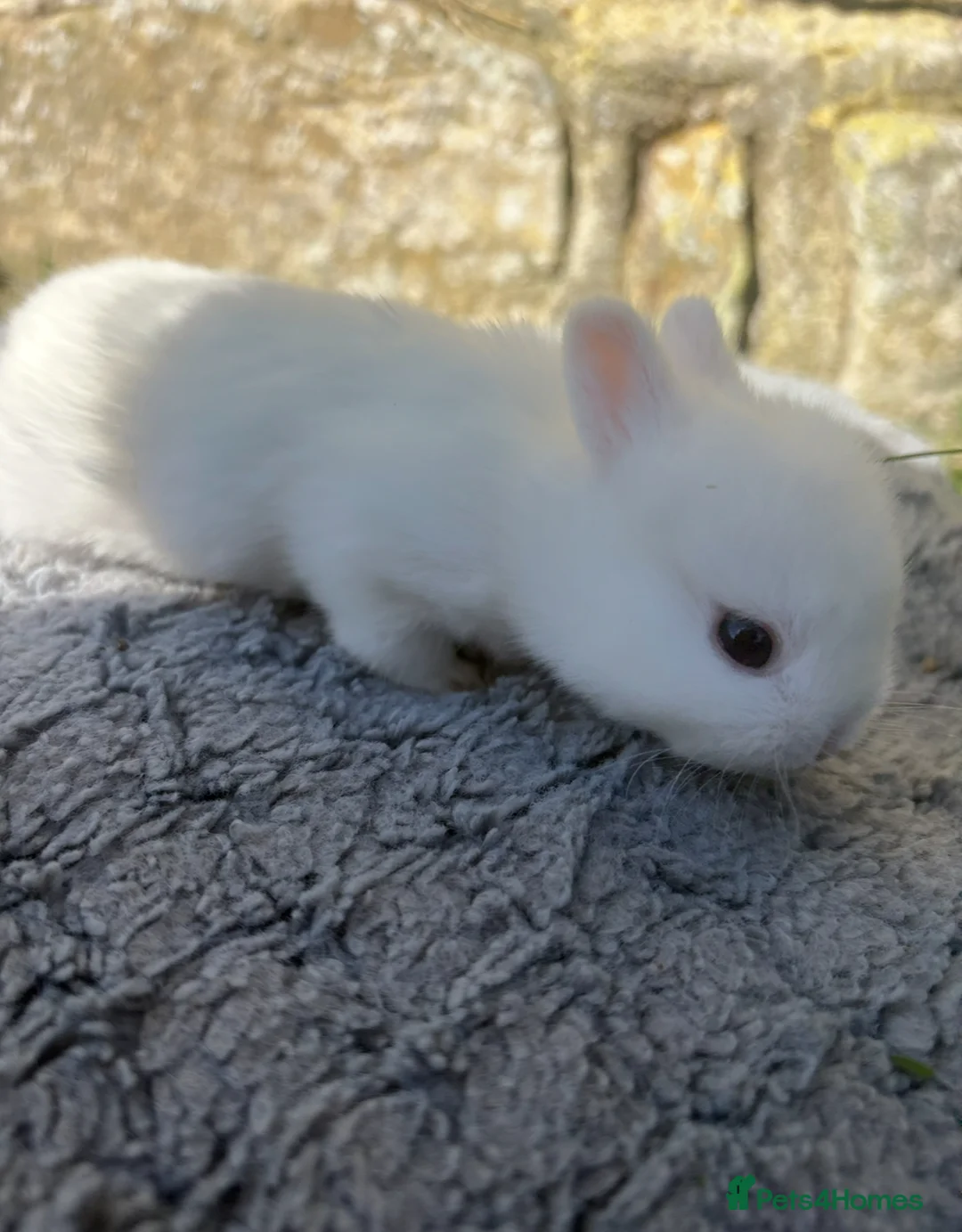 Netherland Dwarf rabbits for sale: White Netherland Dwarf bunnies - Advert 1
