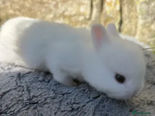Netherland Dwarf rabbits White Netherland Dwarf bunnies - Advert 6