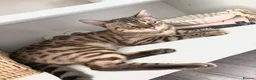 Mixed Breed cats for sale: Bengal mix black kittens Ready to go now  - Advert 10