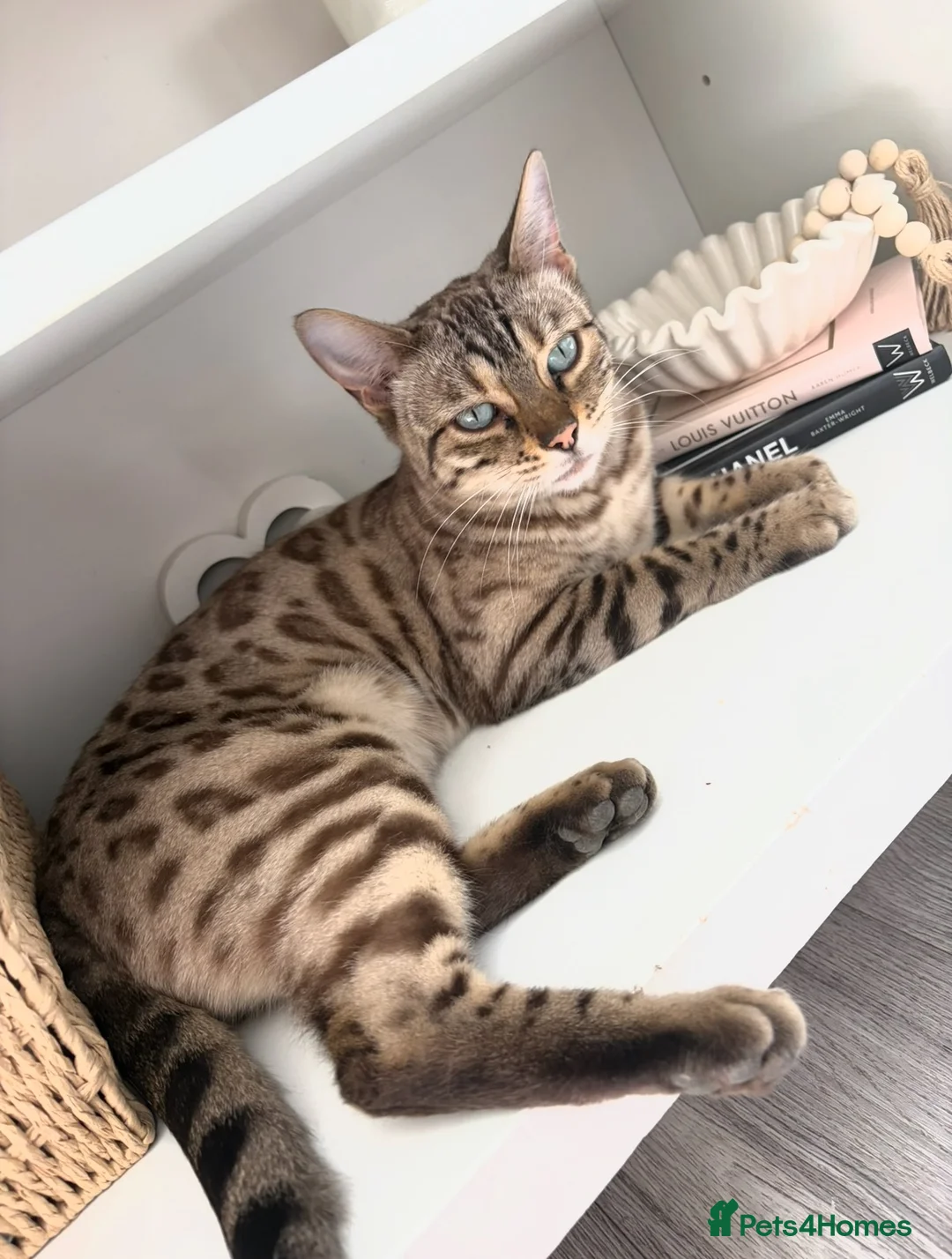 Mixed Breed cats for sale: Bengal mix black kittens Ready to go now  - Advert 10